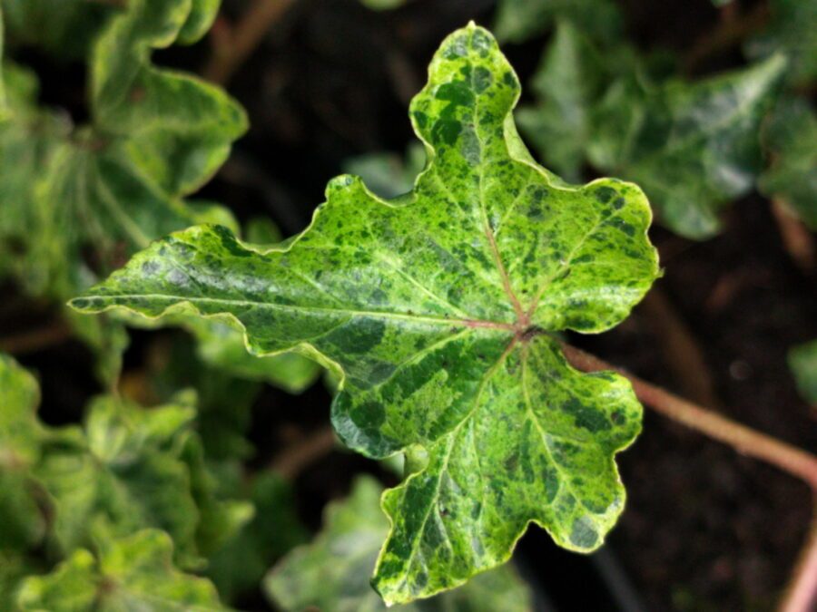 Hedera helix 'Ivalace Marbled'