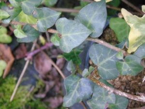 Hedera helix 'Kermario'