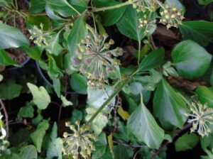 Hedera helix 'Les Gargalous'