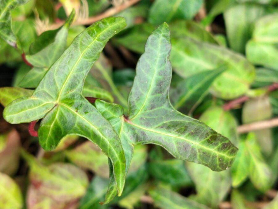 Hedera helix 'Liza'