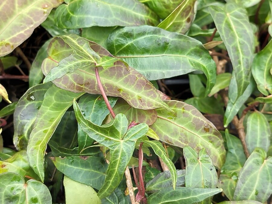 Hedera helix 'Liza'