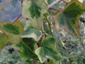 Hedera helix 'Milkshake'