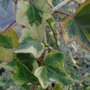 Hedera helix 'Milkshake' - Ornamental ivy