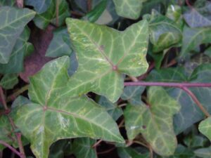 Hedera helix 'Mon Premier' mutation