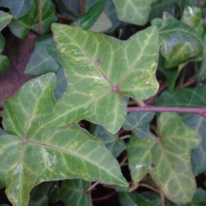 Hedera helix 'Mon Premier' - mutation - Ornamental ivy