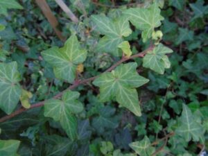 Hedera helix 'Morgane'