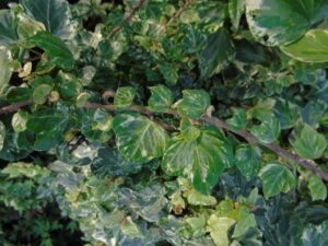 Hedera helix 'Nadine'