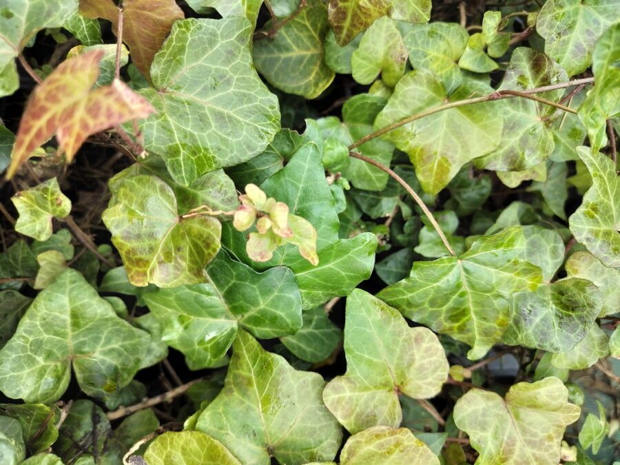 Hedera helix 'Steady Waves'