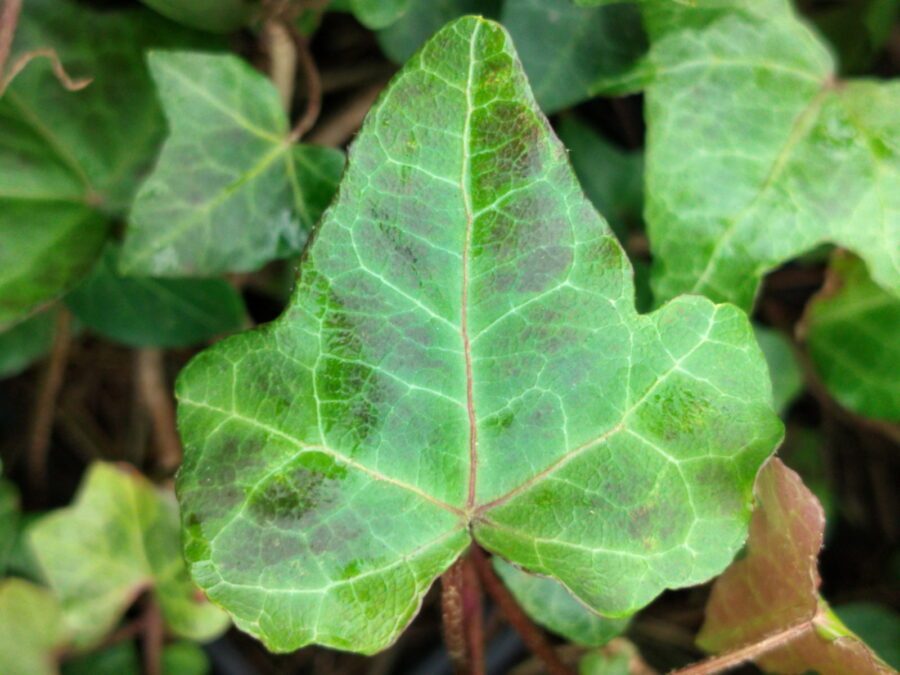 Hedera helix 'Steady Waves'