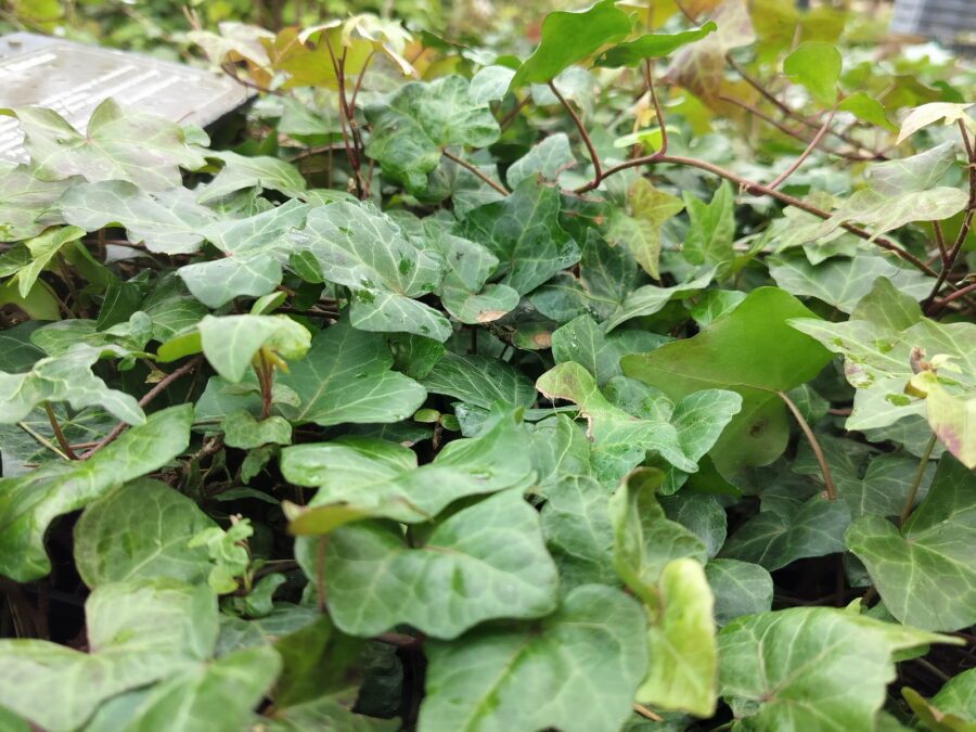 Hedera helix 'Steady Waves'