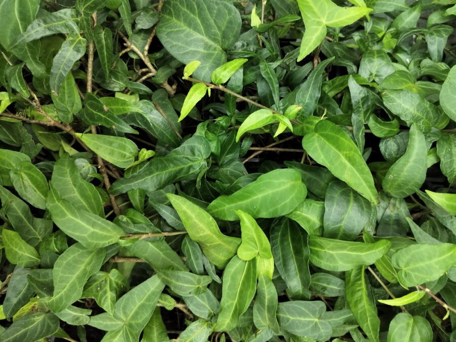 Hedera helix 'Stella' mutation