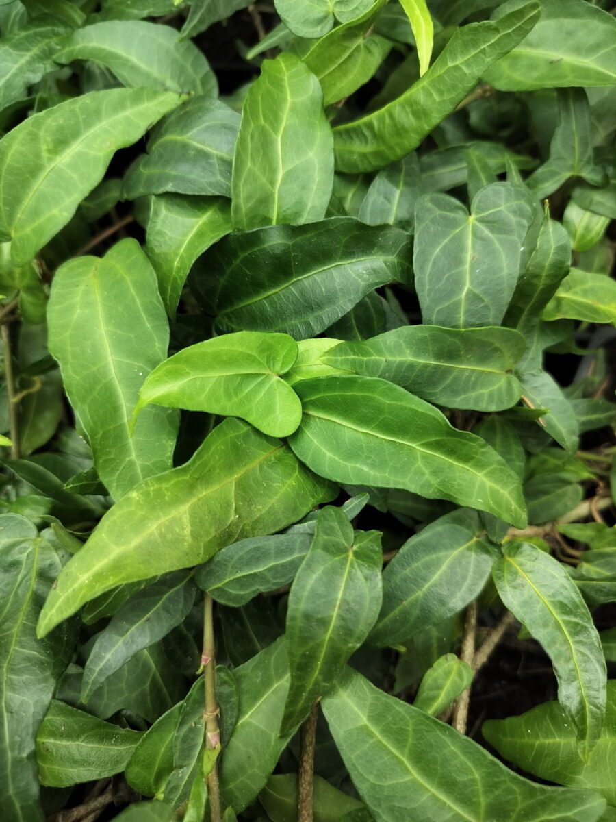 Hedera helix 'Stella' mutation