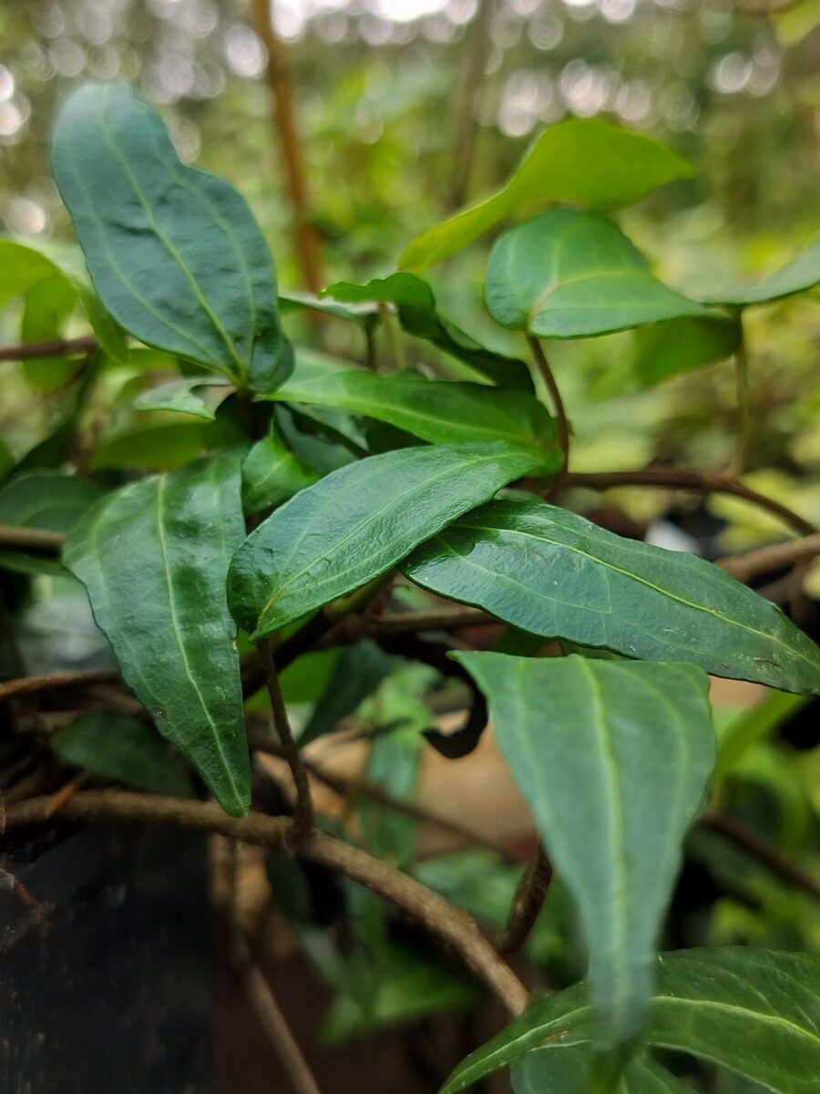 Hedera helix 'Stella' mutation