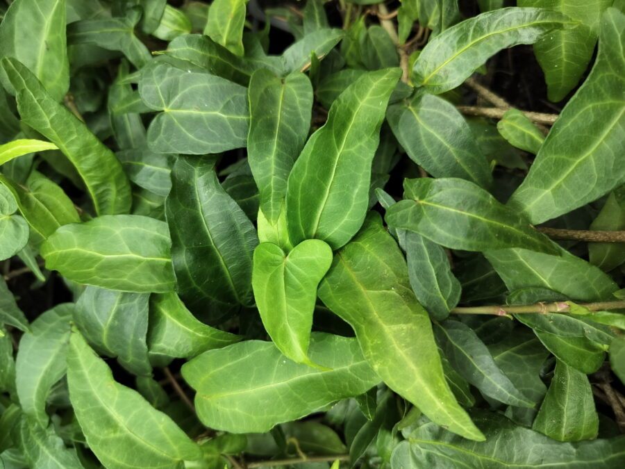 Hedera helix 'Stella' Mutation