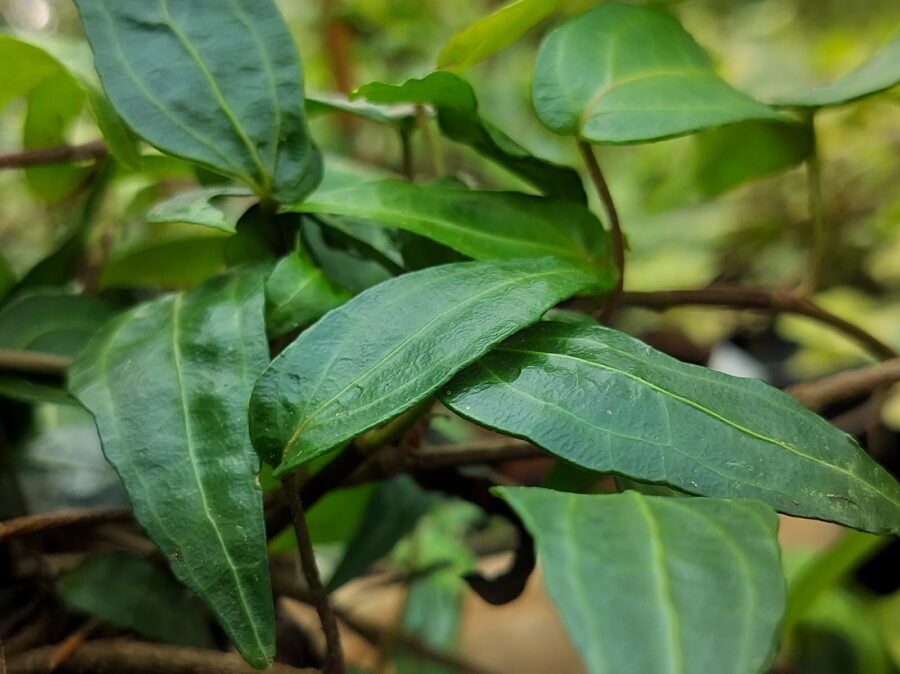 Hedera helix 'Stella' Mutation