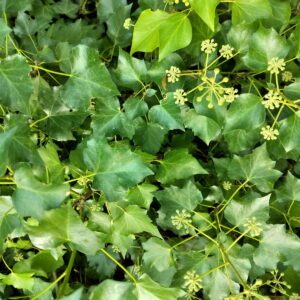 Hedera hibernica ‘Vitifolia’ – Lierre adulte