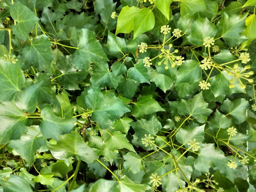 Hedera hiberniva 'Vitifolia' adulte