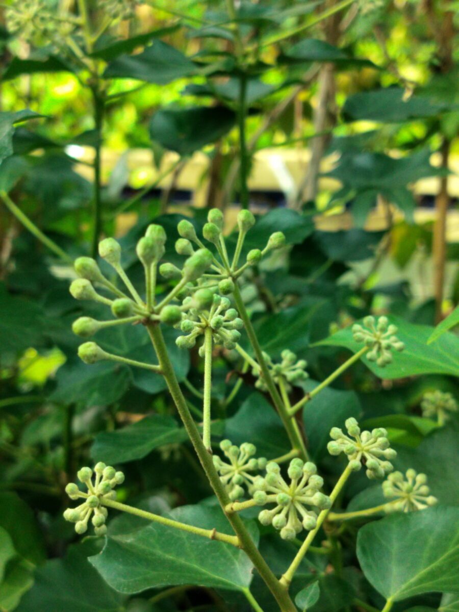 Hedera hiberniva 'Vitifolia' adulte