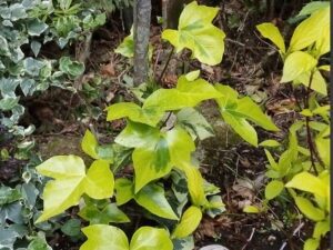 Hedera maroccana 'Alhaja'