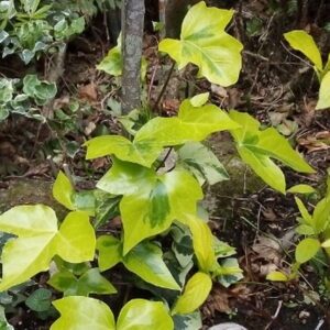 Hedera maroccana ‘Alhaja’ – Lierre du Maroc