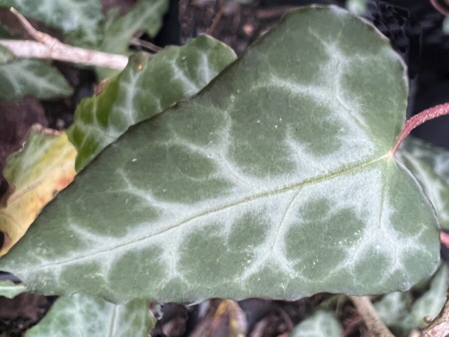 Hedera cypria 'Silver Arrow'