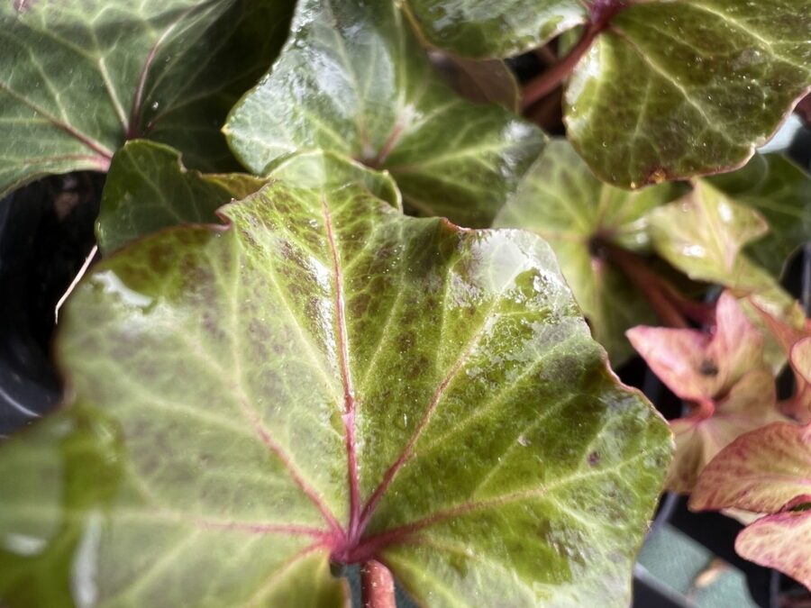 Hedera helix 'Chamkorey'