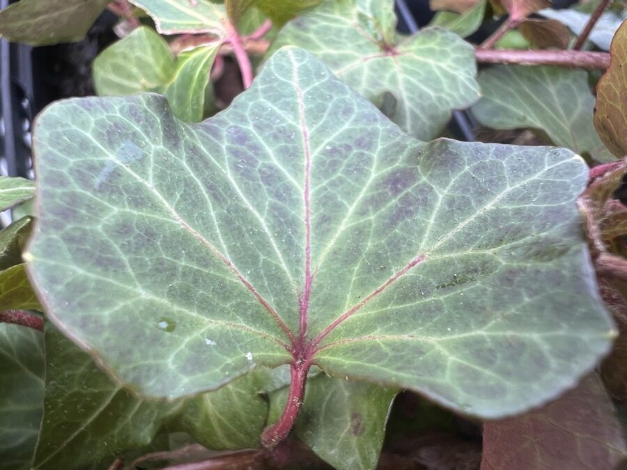 Hedera helix 'Chamkorey'