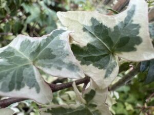 Hedera helix 'Silver King'