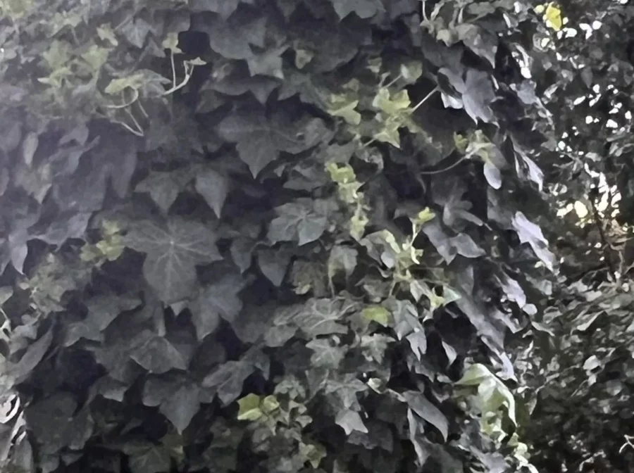 Hedera helix