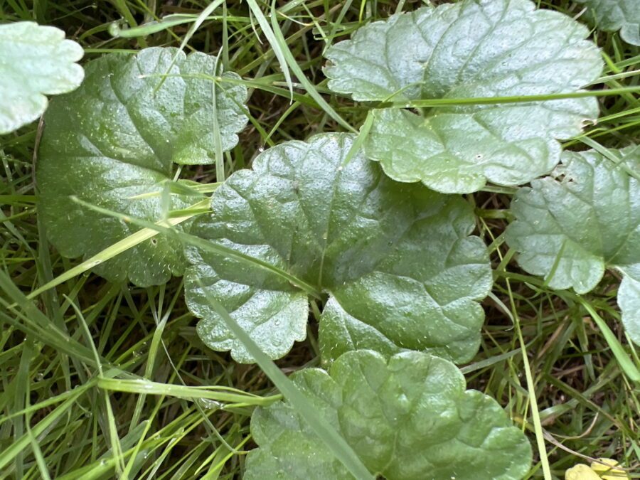 Glechoma hederacea