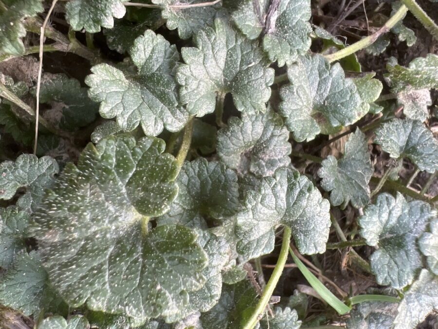 Glechoma hederacea - Lierre terrestre