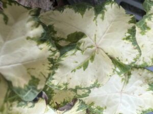 Hedera helix 'Fool's Gold', lierre