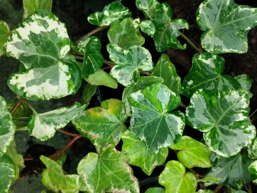 Hedera helix 'Pink Kolibri'