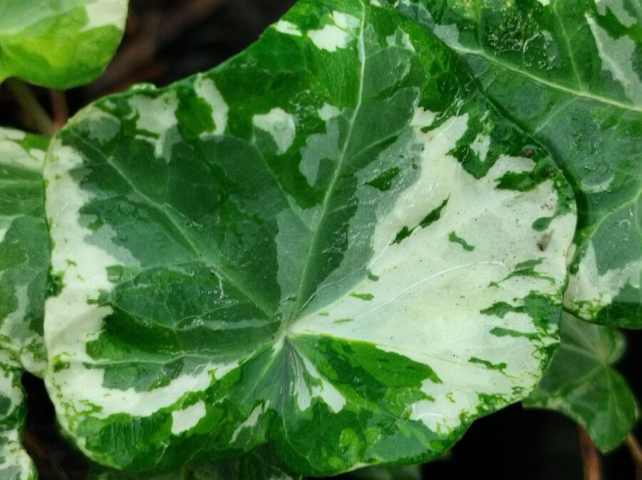 Hedera helix 'Pink Kolibri'