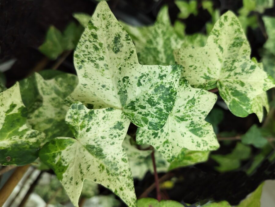 Hedera maroccana 'Nabar Nabar'