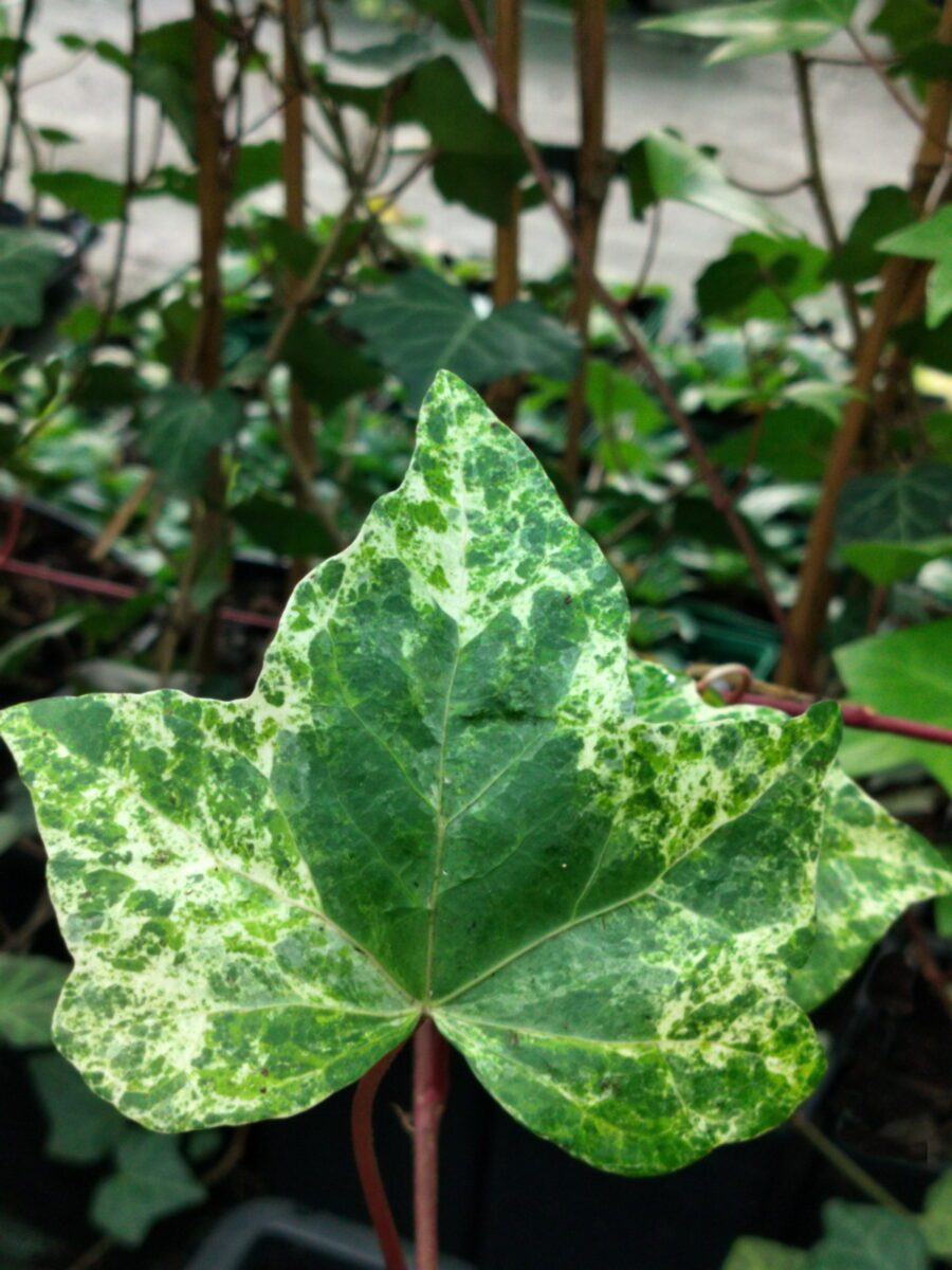 Hedera maroccana 'Nabar Nabar'