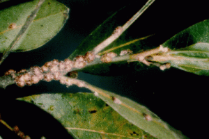 Cochenille à carapace