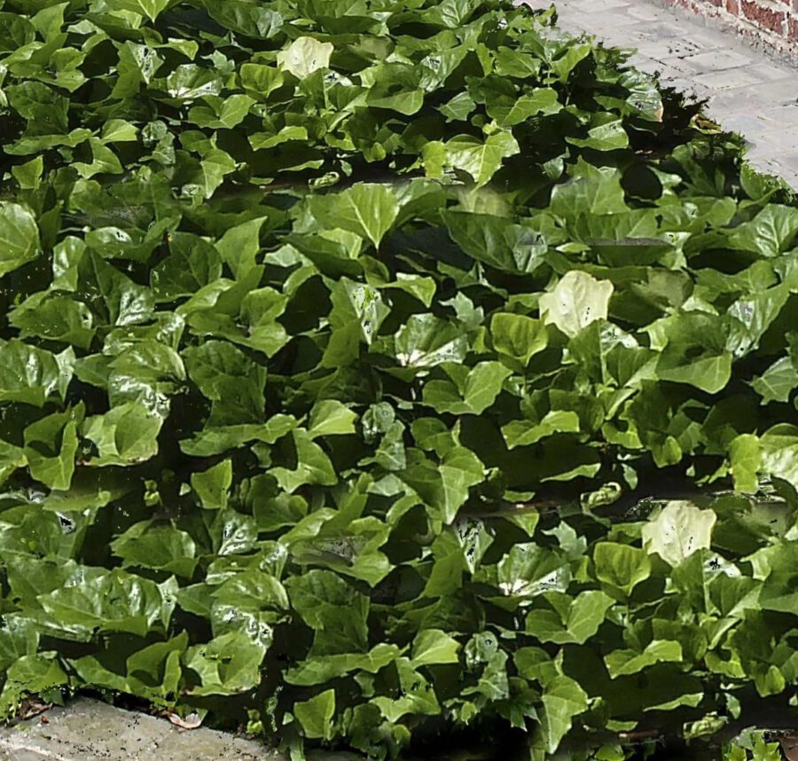 Hedera 'Algerian Bellecour'