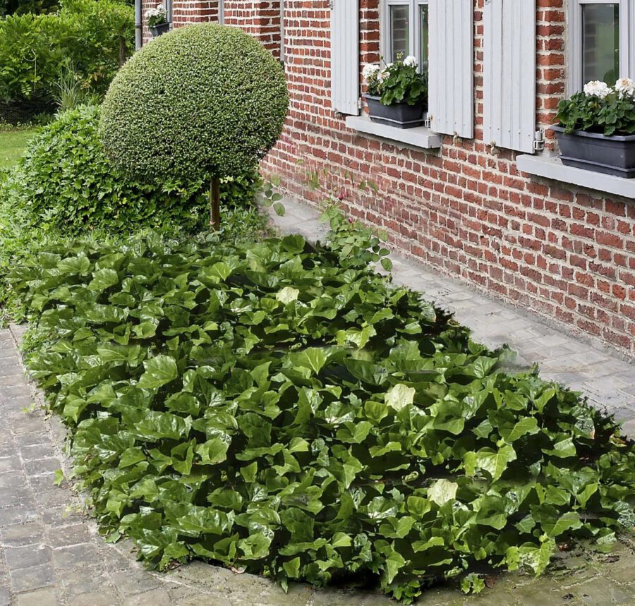 Hedera 'Algerian Bellecour'