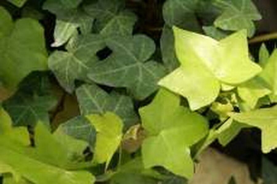 Hedera helix 'Sterntaler'