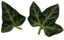 Hedera helix 'Congesta'