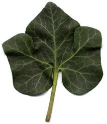 Hedera helix 'Erecta'