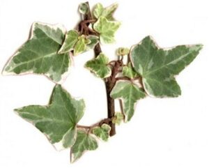 Hedera helix 'Mini Adam'