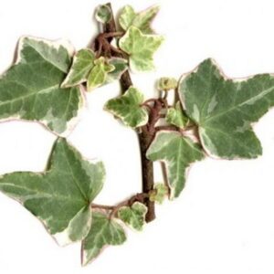 Hedera helix ‘Mini Adam’