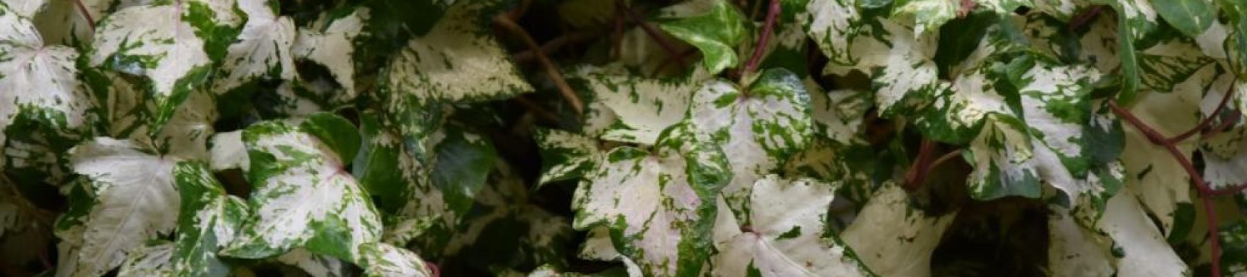 Hedera helix 'Calico'_2