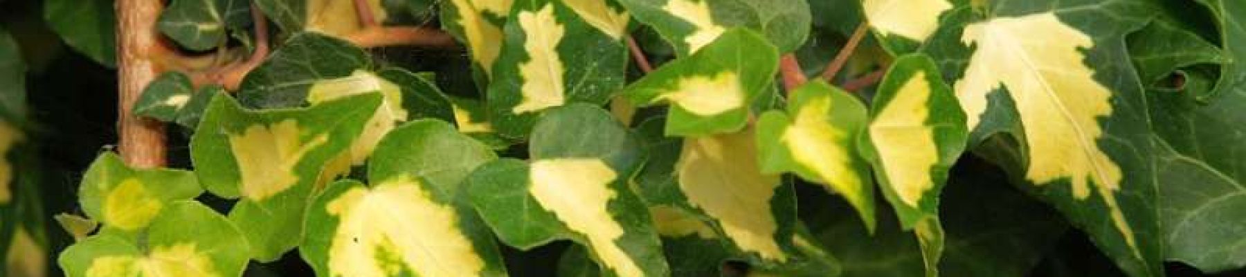 Hedera helix 'Goldheart'